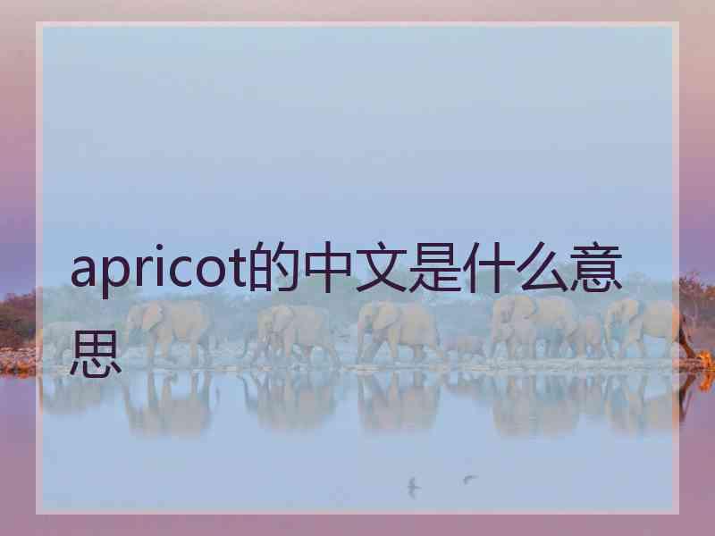 apricot的中文是什么意思