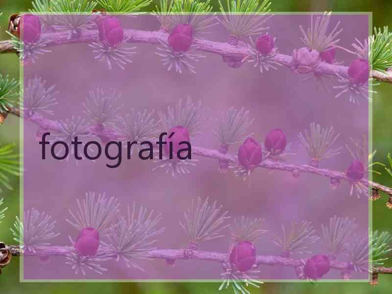 fotografía